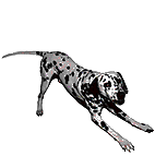 Wagging Dalmatian